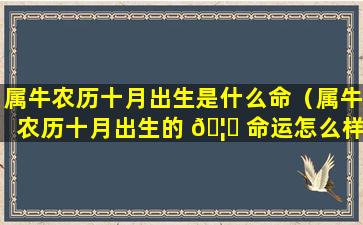 属牛农历十月出生是什么命（属牛农历十月出生的 🦋 命运怎么样）